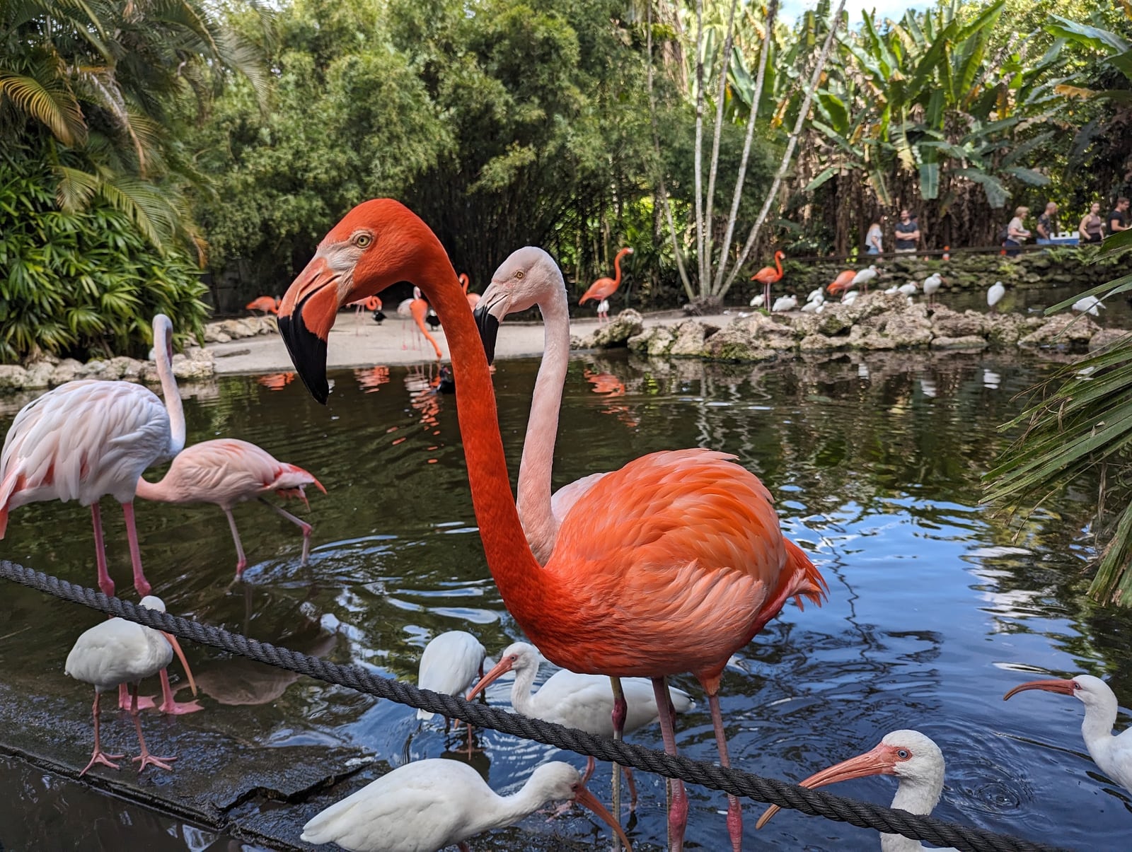 Flamingo Gardens